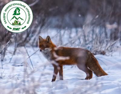 ЧОМУ РЕГУЛЮВАННЯ ЧИСЕЛЬНОСТІ ХИЖАКІВ Є НЕОБХІДНИМ 