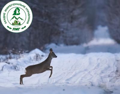 НА ЛЬВІВЩИНІ ЗБІЛЬШИЛАСЬ ЧИСЕЛЬНІСТЬ ФАУНИ