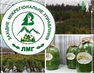 Добігає кінця лісокультурна кампанія 2024 року: висаджено 198,2 млн сіянців
