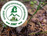 Збір грибів, ягід та лікарських рослин у лісі: що потрібно знати