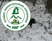 СКІЛЬКИ І ЯКА ДИЧИНА МЕШКАЄ В УГІДДЯХ?